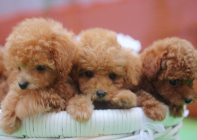 トイプードルの子犬