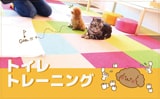 子犬でも簡単なトイレトレーニングの方法