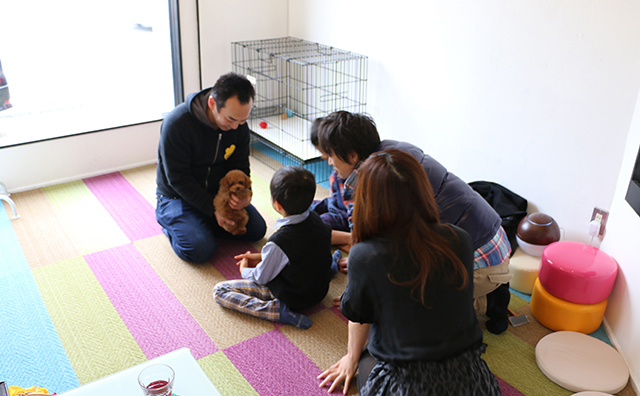 トイプードルの子犬見学中