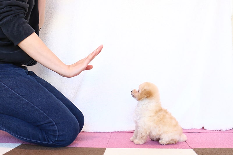 飼いやすい犬ベスト4 初心者が本当に飼いやすい犬種は トイプードル ティーカッププードルブリーダー直送センター