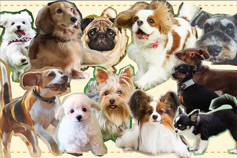 飼いやすい犬ベスト4 初心者が本当に飼いやすい犬種は トイプードル ティーカッププードルブリーダー直送センター