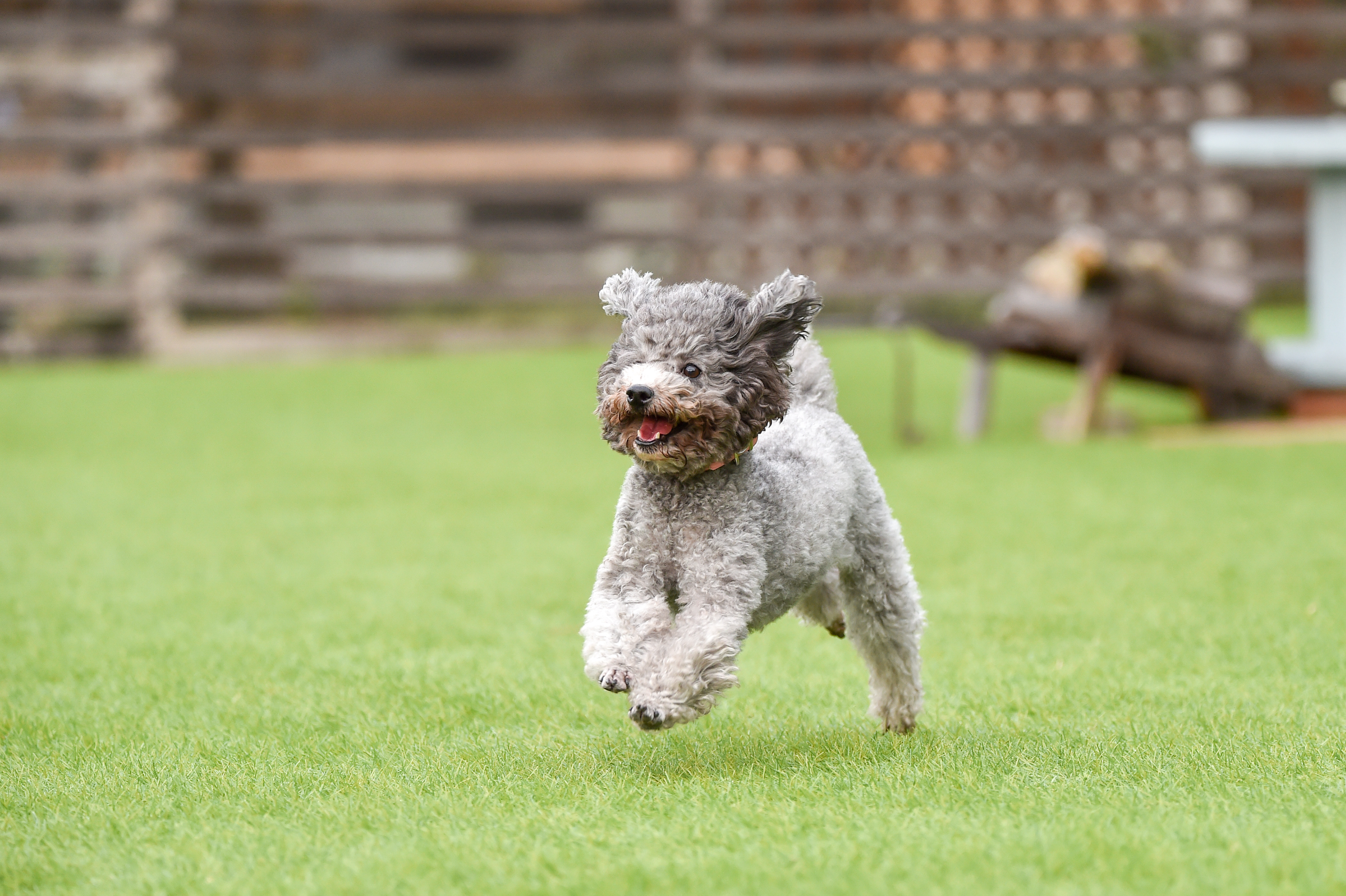 トイプードルのシルバーの成犬