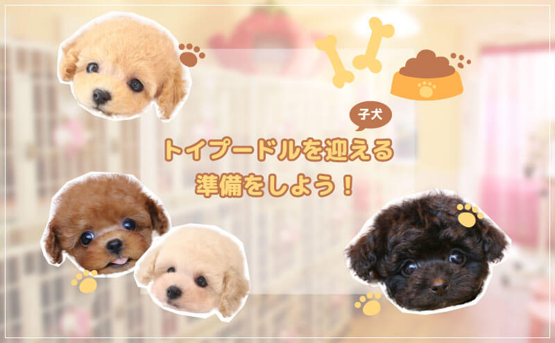 トイプードルの飼い方と迎える準備 トイプードル ブリーダー直送センター トイプードルの飼い方と迎える準備 トイプードル ブリーダー直送センター