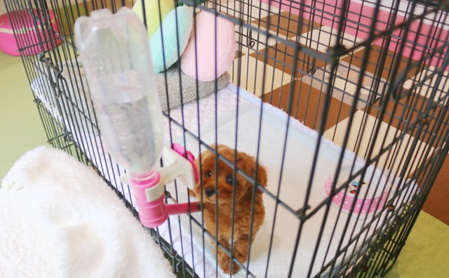 トイプードルの給水器