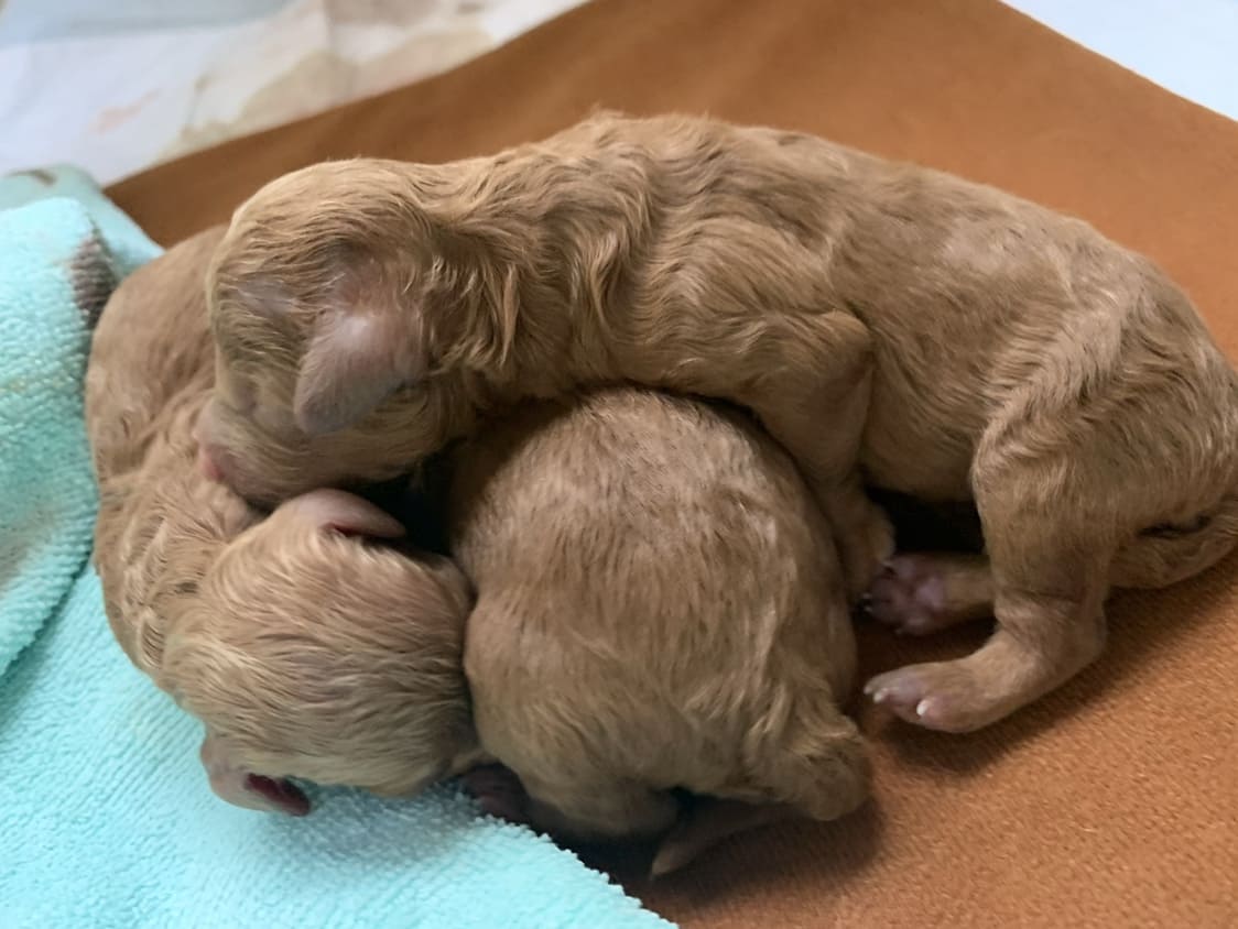 トイプードルのアプリコットの生後まもなくの子犬