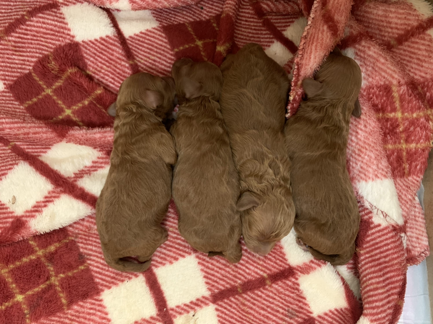 トイプードルのアプリコットの生後1週間の子犬