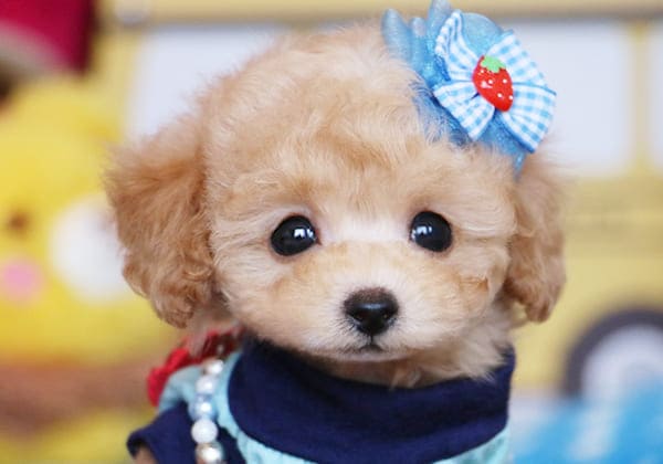 タイニープードルのアプリコットの子犬