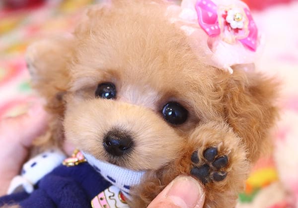 ティーカッププードルのアプリコットの子犬の肉球