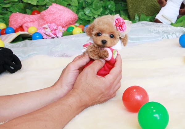 ティーカッププードルのアプリコットの子犬