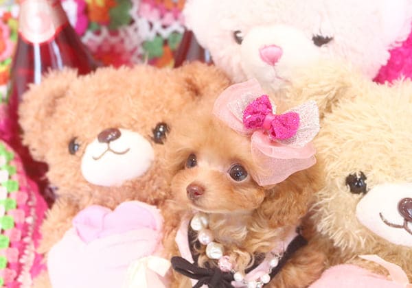 ティーカッププードルのアプリコットの子犬とぬいぐるみ