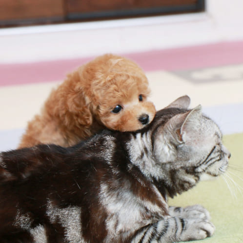 トイプードルのアプリコットの子犬と猫