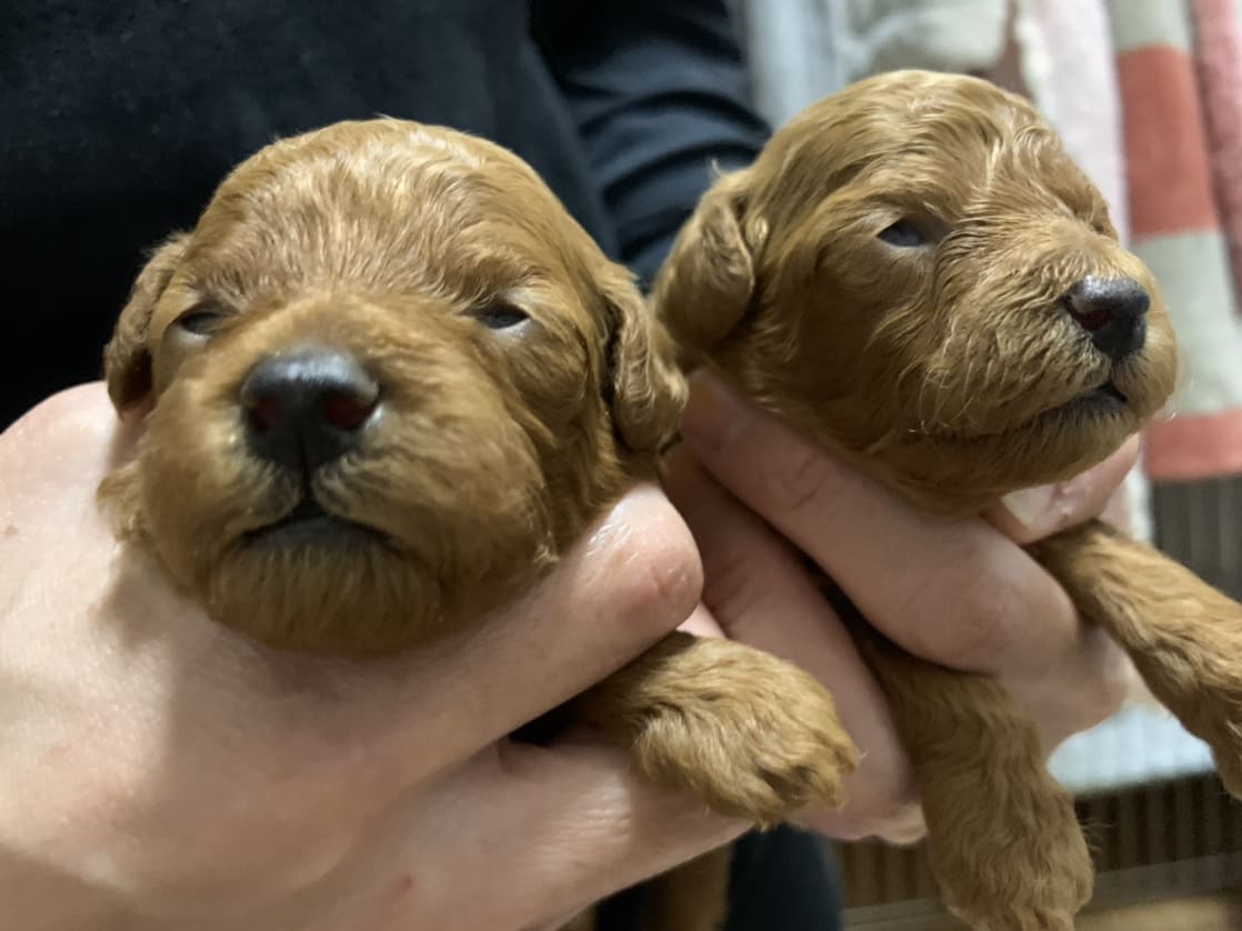 トイプードルのアプリコットの生後2週間の子犬