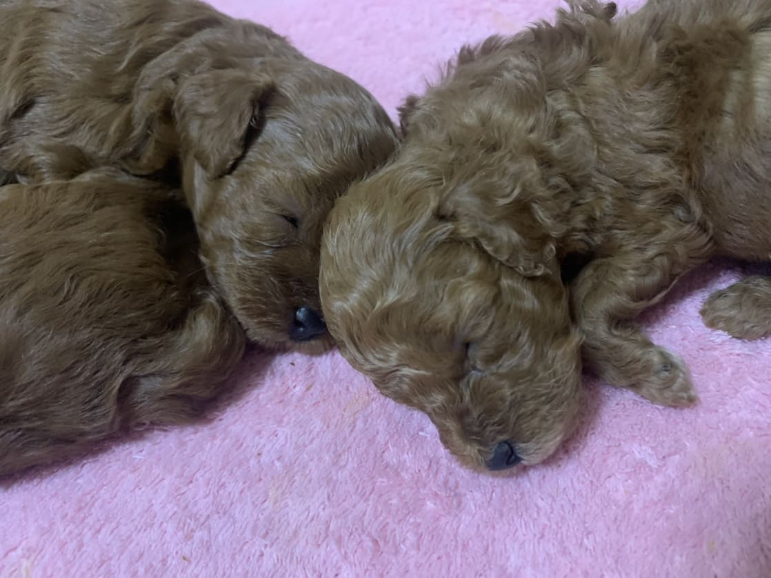 トイプードルのアプリコットの生後3週間の子犬