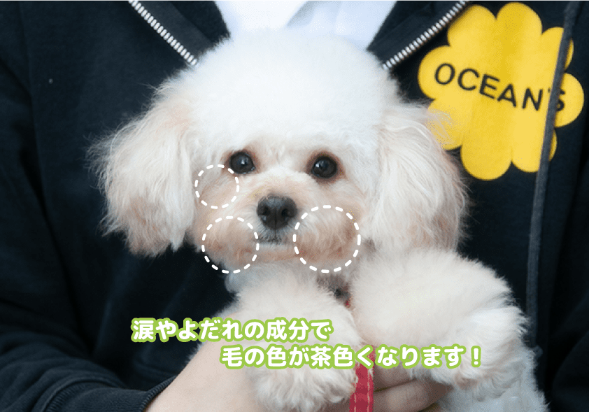 トイプードルの涙やけとよだれやけ