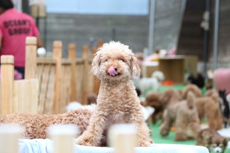 健康で元気なトイプードルの老犬