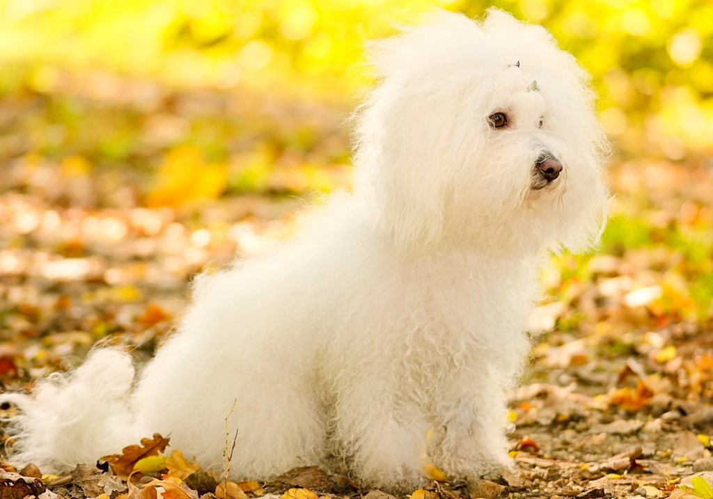 抜け毛が少ない犬種「ボロニーズ」