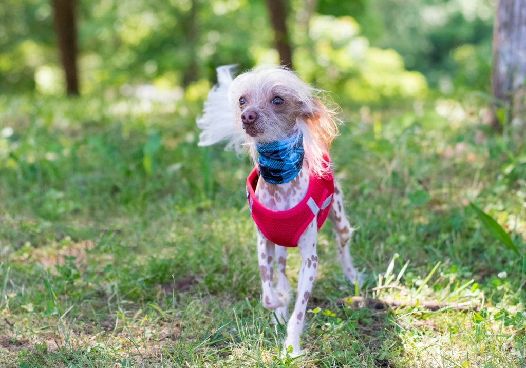 抜け毛が少ない犬種「チャイニーズ・クレステッド・ドッグ」