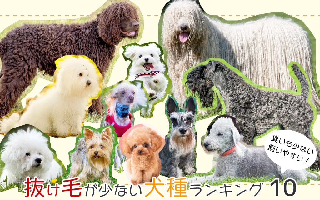 毛が抜けない犬種ランキング10選！臭いも少なく飼いやすい犬までご紹介