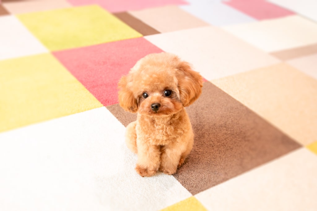 抜け毛が少ない犬種「トイプードル」