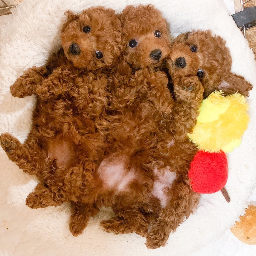 ヘソ天のトイプードルの子犬ちゃん達