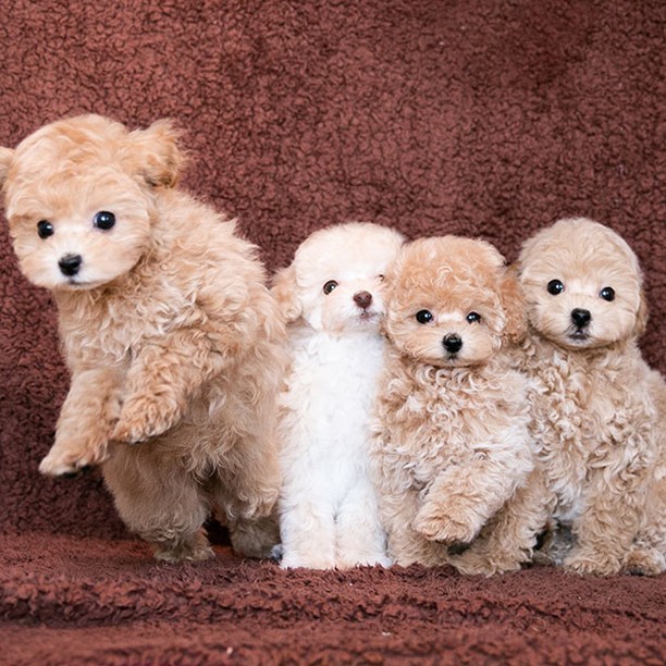 オスとメスのトイプードルの子犬達