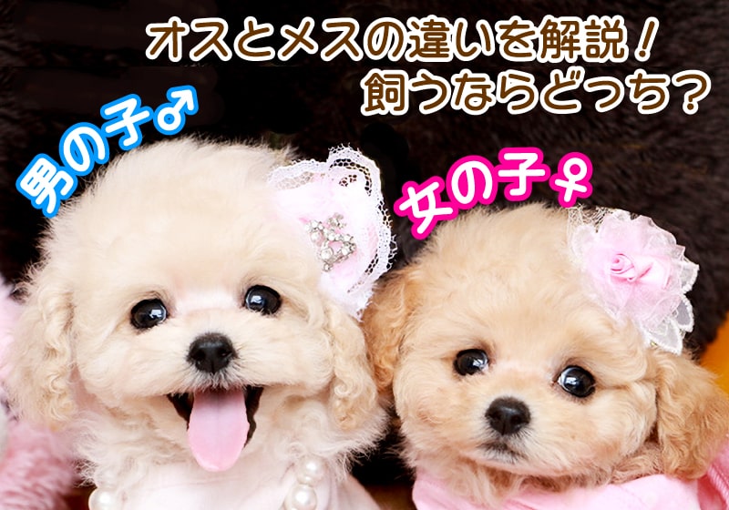 オスとメス、どっちが飼いやすい?犬の性別と発情行動や性格の違い