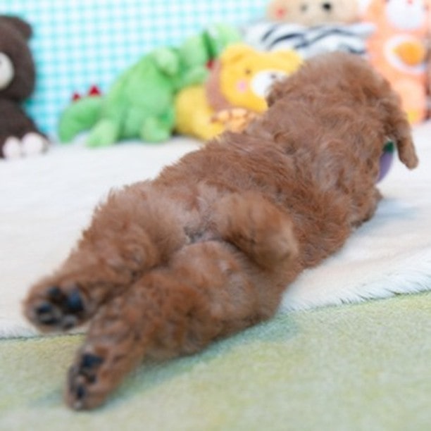 トイプードルの子犬のお尻