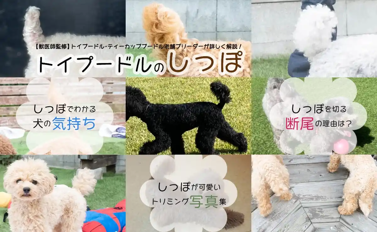 しっぽが下がるトイプードル