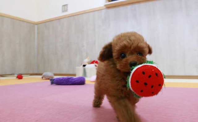 子犬を通販で迎えるメリットとデメリット