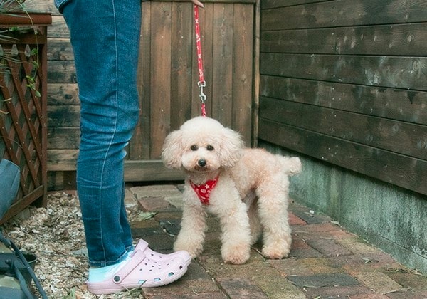 トイプードルの成犬