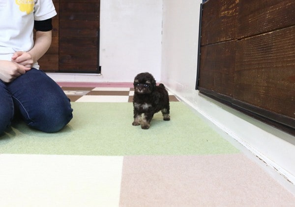 ティーカッププードルの子犬のブラック＆タン