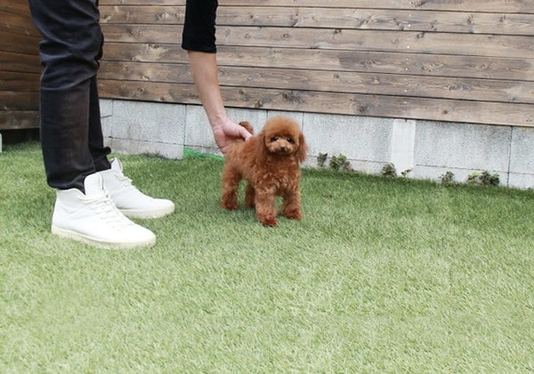 ティーカッププードルの成犬