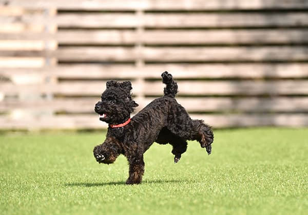 トイプードルのブラック成犬