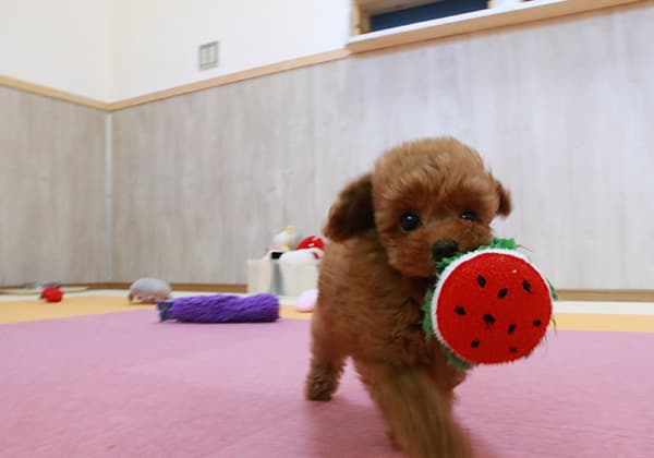 トイプードルレッドの子犬