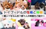 トイプードルの性格と特徴とは？飼いやすい人の特徴まで徹底解説！