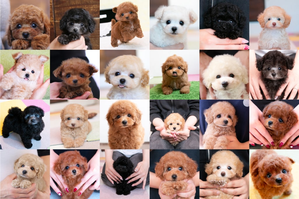 トイプードルとティーカッププードルの子犬一覧