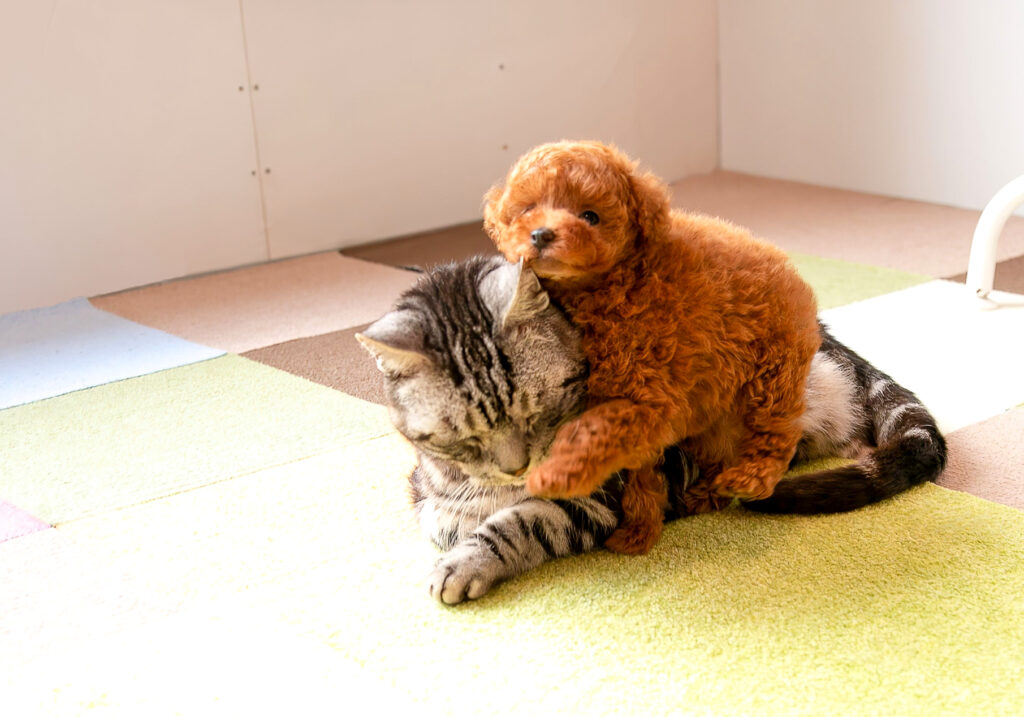 猫好きなトイプードルの子犬