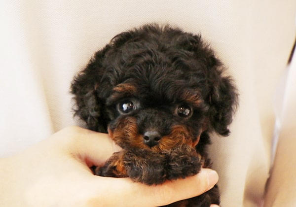 トイプードルのブラック&タンの子犬