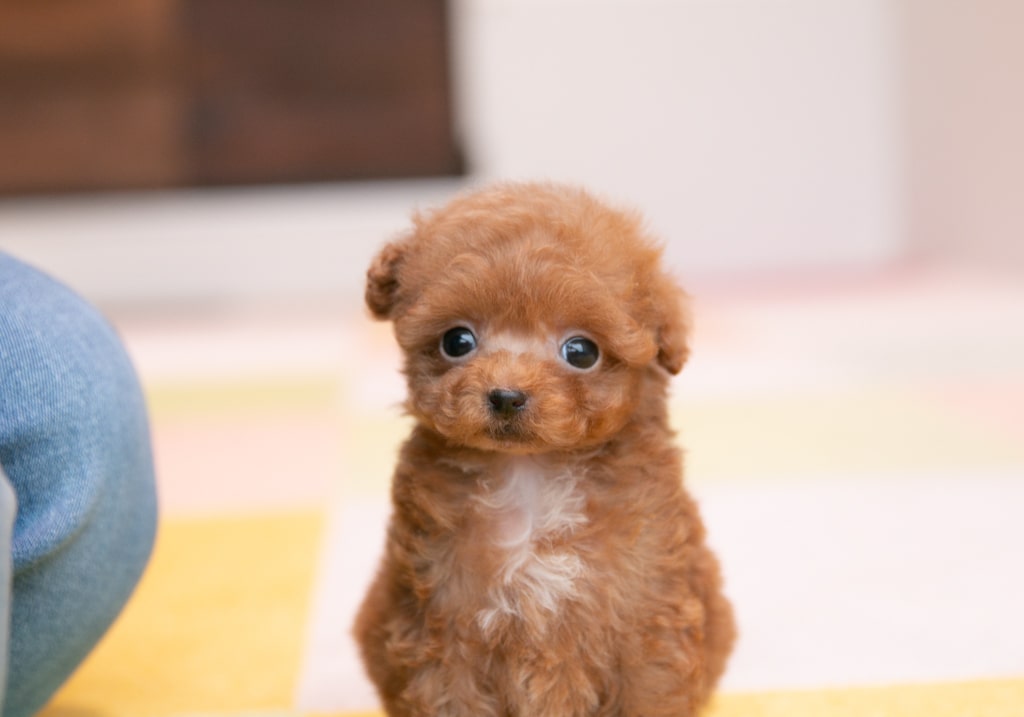 トイプードルのミスカラーの子犬