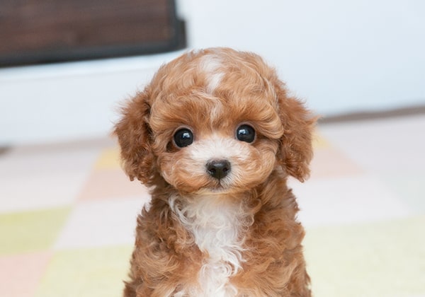 トイプードルのパーティーカラーの子犬