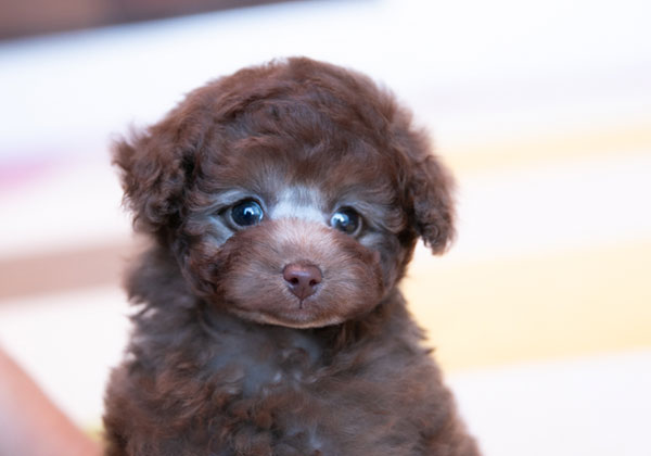 トイプードルのシルバーベージュの子犬