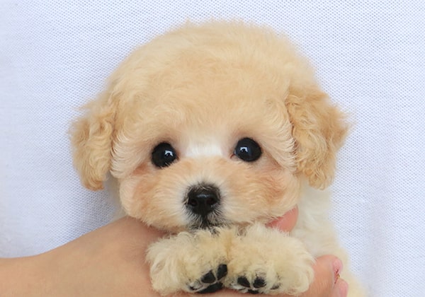 ↑タイニープードルになる予想のクリームの子犬