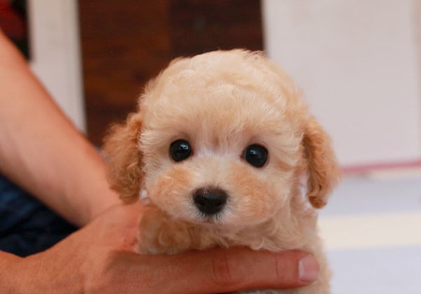 ↑小さめのタイニープードルになる予想のクリームの子犬