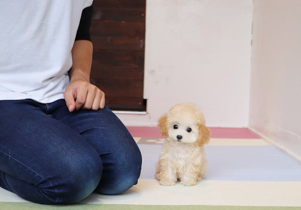 ↑ティーカッププードルになる予想のクリームの子犬