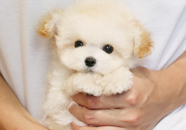 ↑ティーカッププードルになる予想のクリームの子犬