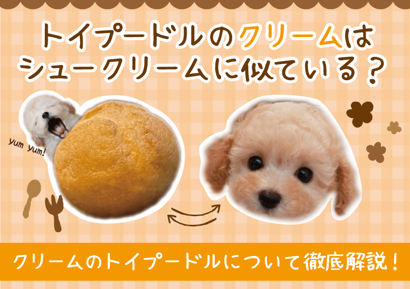 トイプードルのクリーム、子犬の頃はシュークリームみたいって本当?その魅力、どこよりも詳しく話します