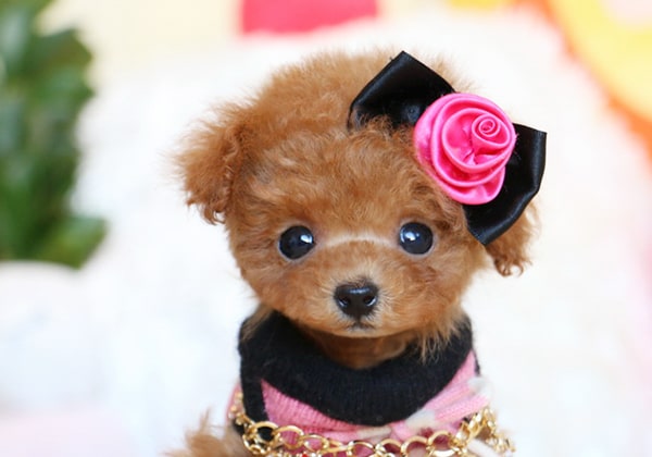 ティーカッププードルのレッドの子犬
