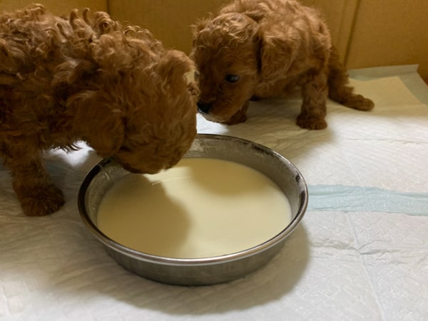 トイプードルのレッドの生後1ヶ月の子犬
