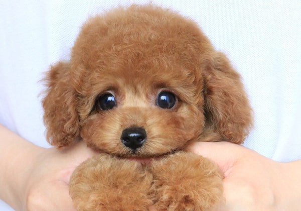 トイプードルのレッドの生後2ヶ月の子犬