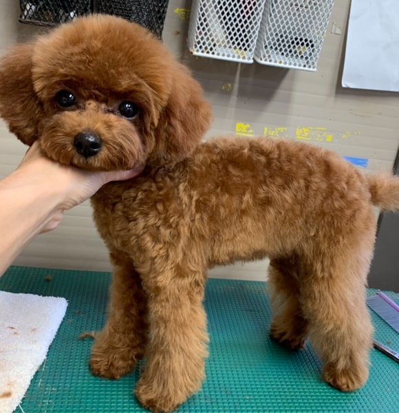 トイプードルのレッドの生後8ヶ月の子犬